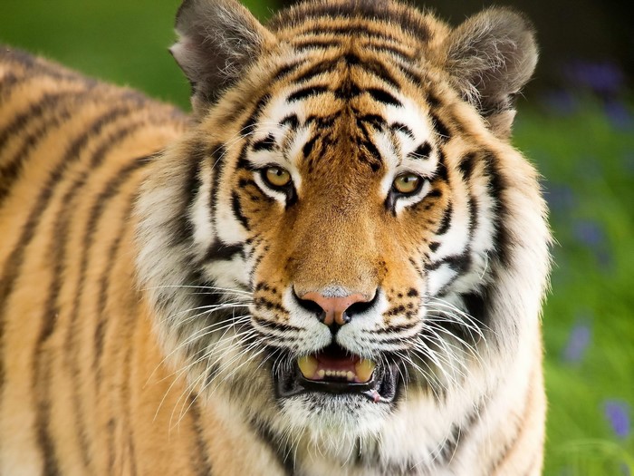 Close-up of a tiger's face with mouth open