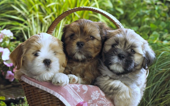Three Shih Tzu puppies in a basket