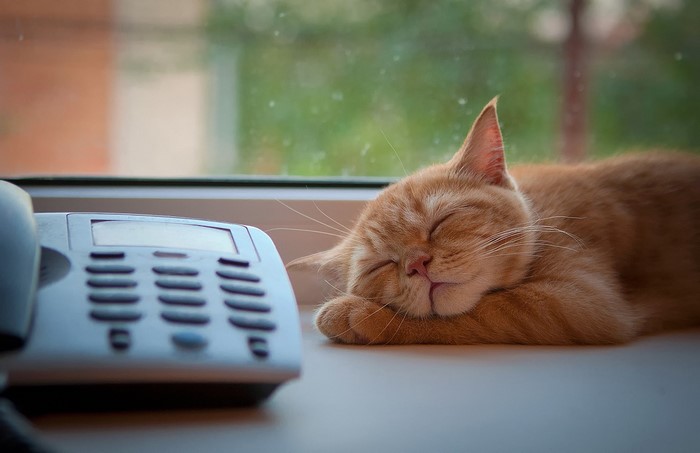 Sleeping Ginger Cat on Window Sill Next to Phone