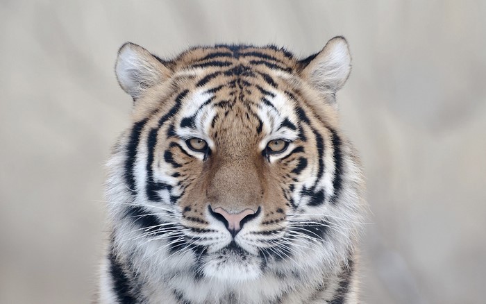 Close-up portrait of a tiger's face