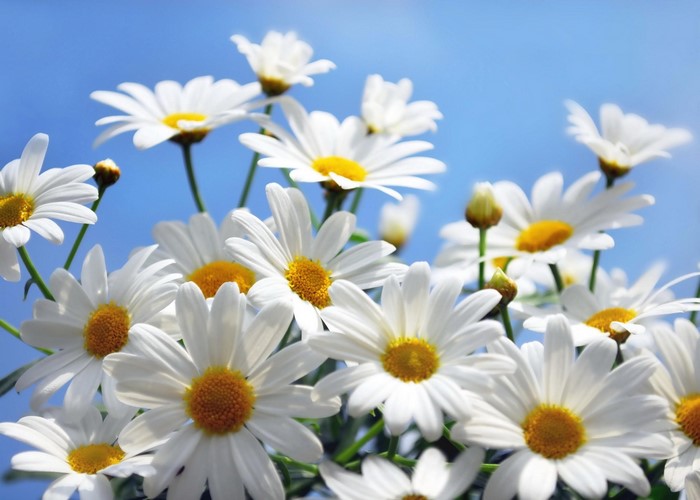 Bright White Daisies Against Clear Blue Sky