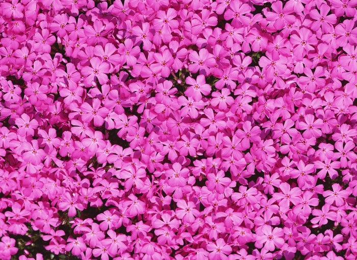 A dense carpet of small pink phlox flowers