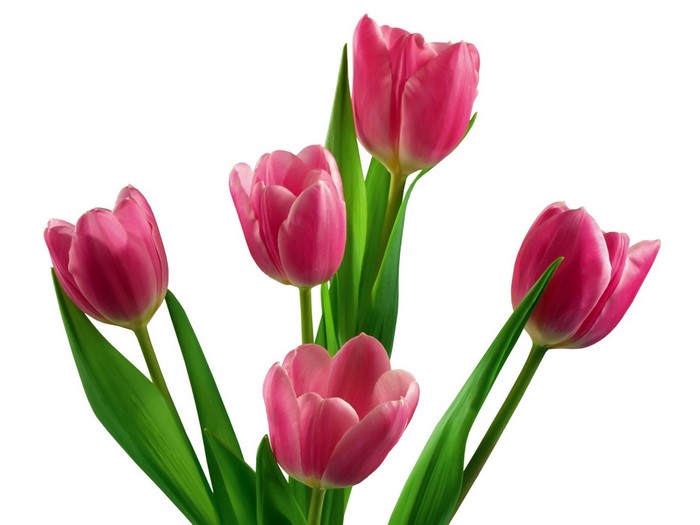 Pink Tulips Bouquet