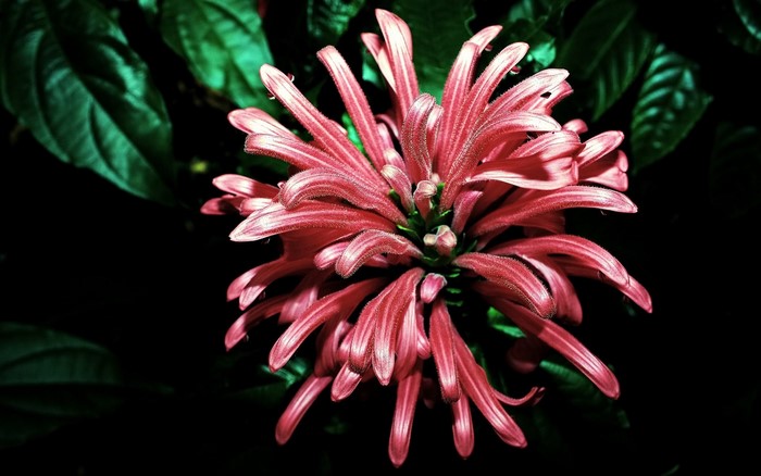 Close-up of a pink flower with green leaves