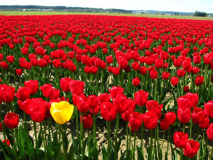 Field of red tulips with one yellow tulip