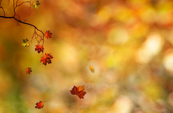 Autumn leaves falling from a branch