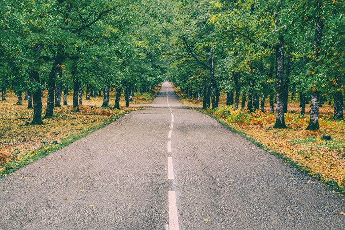 Quiet Autumn Road with Green Trees and Markings