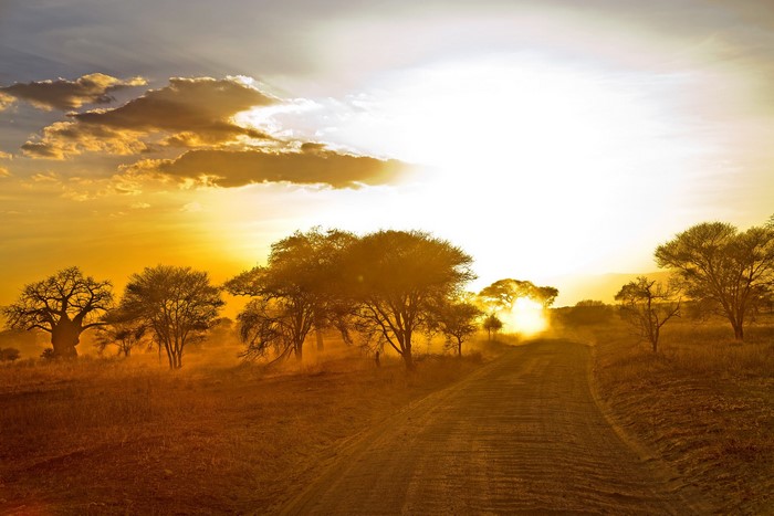 African savanna road at sunrise with acacia trees