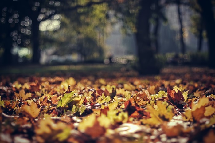 Leaves, October, Light, Autumn, Park, Hd Wallpaper 