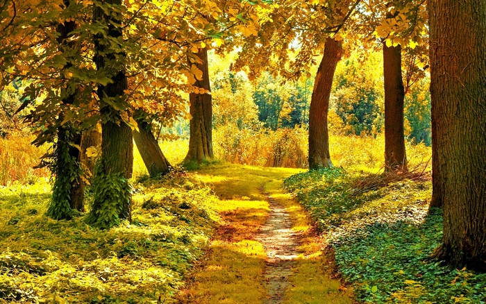 Serene Autumn Pathway Through Golden Trees