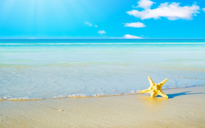 Starfish on a sandy beach with the ocean and sky