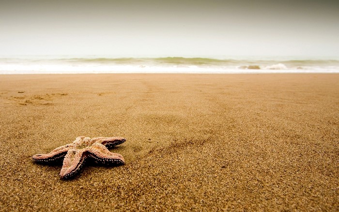 Starfish on a sandy beach with ocean waves