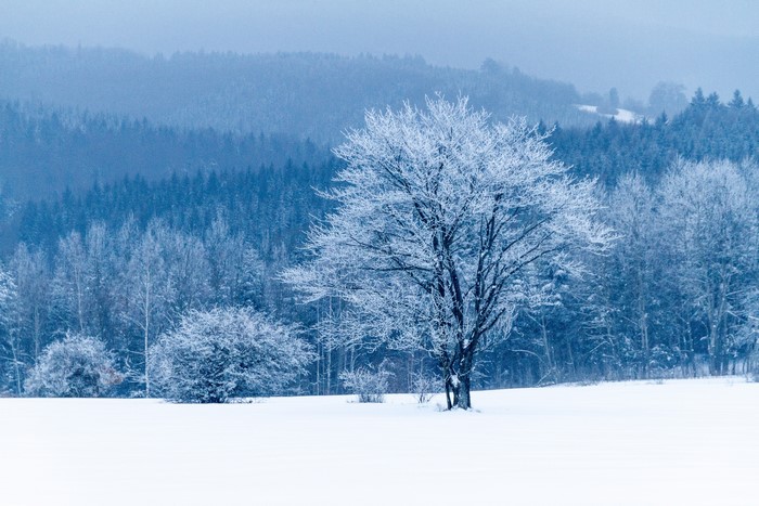 Snow-covered tree in a winter forest landscape