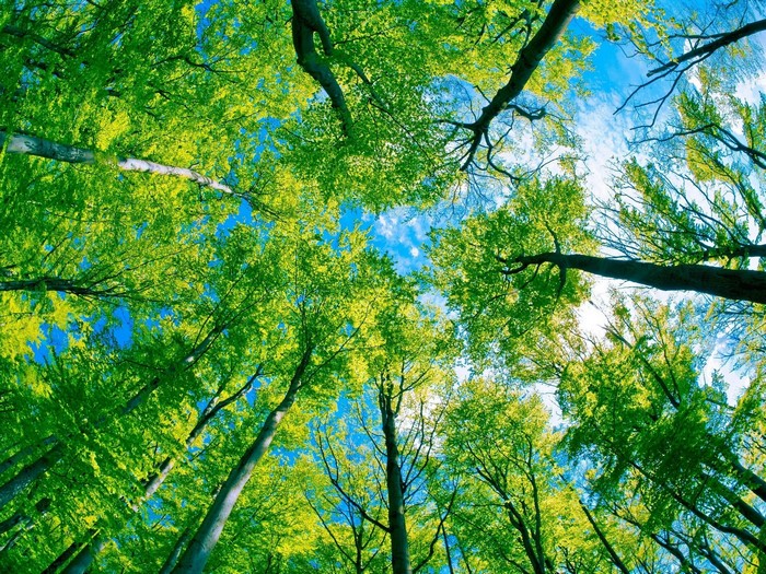 Looking up through green trees towards the sky