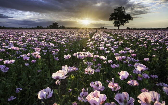 Field of purple poppies at sunset with a lone tree