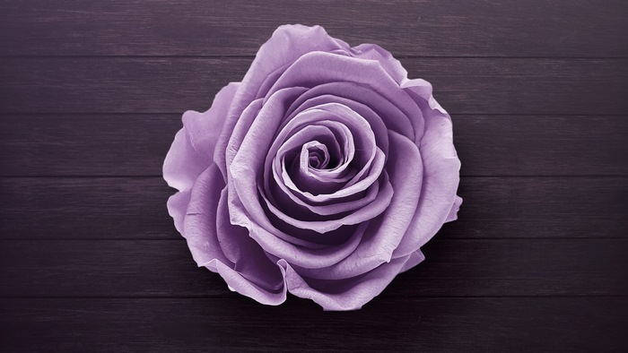 Purple rose on dark wooden background