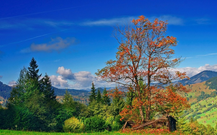 Autumn tree in a mountain landscape