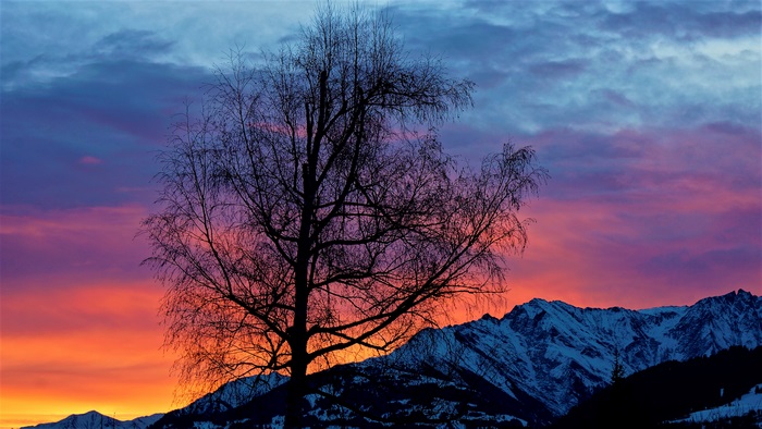 Silhouette of a bare tree against a colorful sunrise over snow-capped mountains