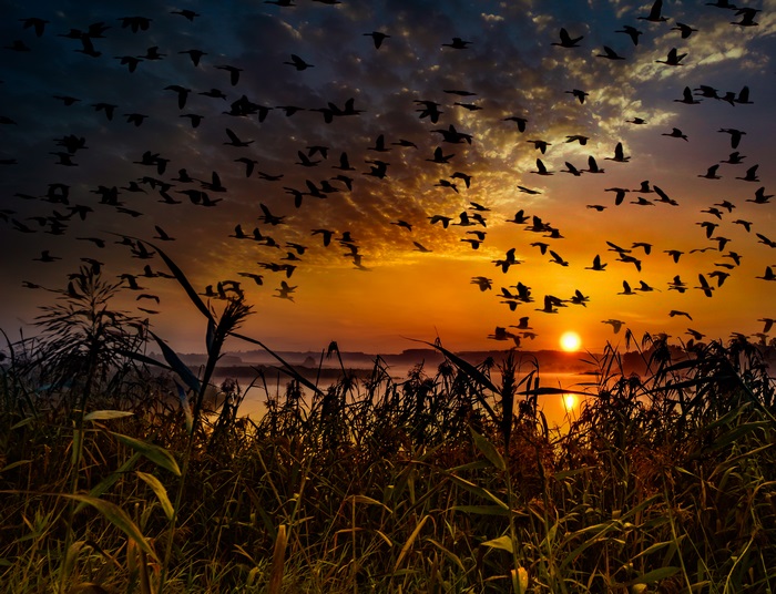 Flock of birds flying at sunset 4K
