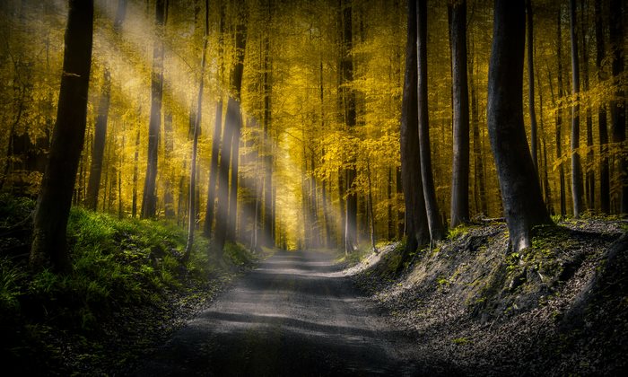 Sunbeams in a yellow forest with a road
