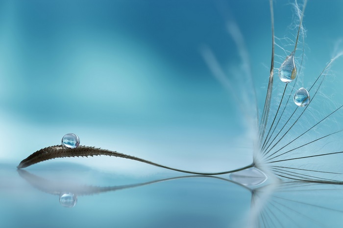Close-up of Water Drops on Delicate Plant