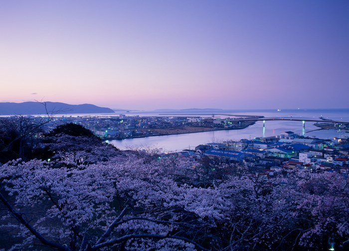 Cherry blossoms overlooking a Japanese coastal town at dusk