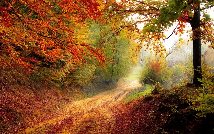 Autumn forest road with colorful leaves