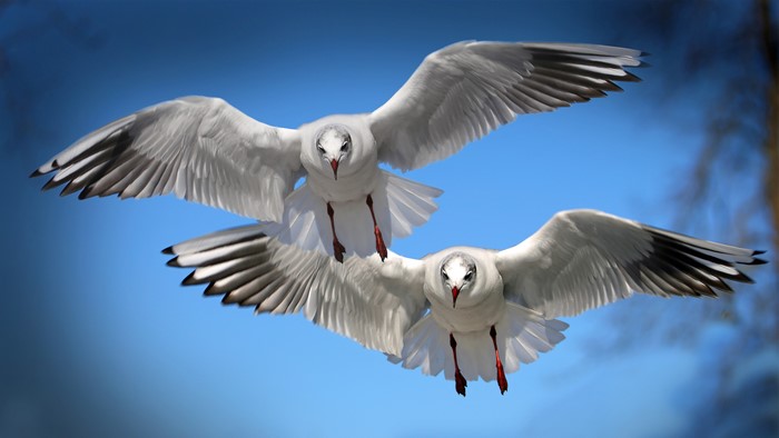Two seagulls flying in the sky