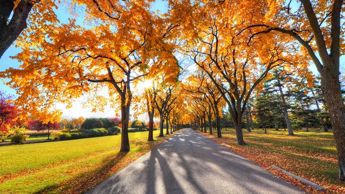 Autumn park with trees and a road