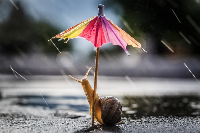 Snail holding a colorful umbrella in the rain