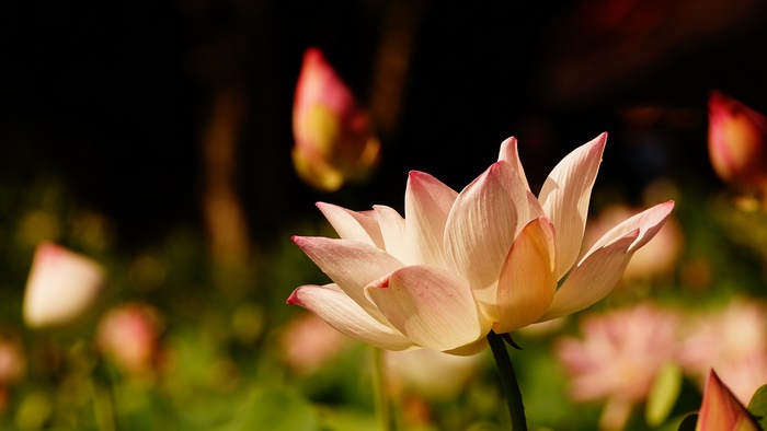 Close-up of a pink lotus flower