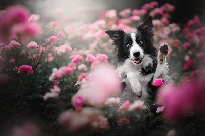 Border Collie dog playing in pink flowers