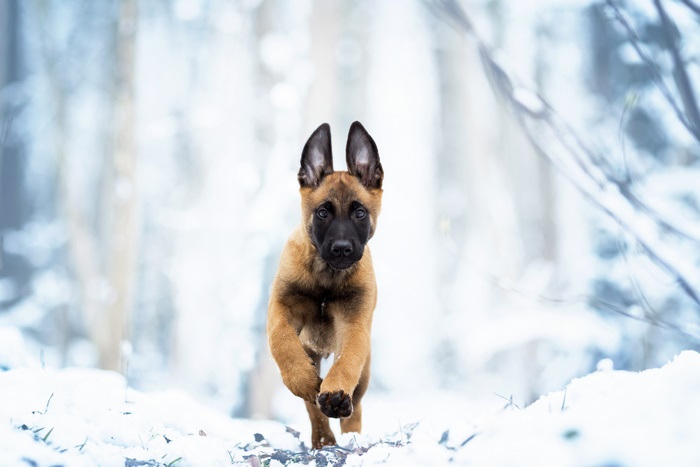 Belgian Malinois Puppy Running in Snow