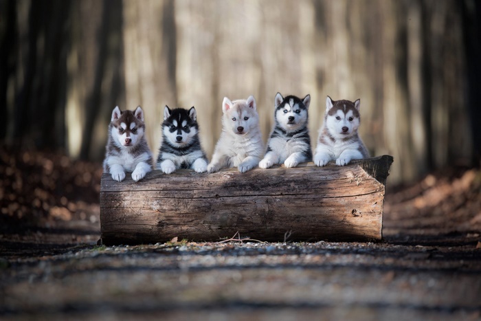 Five Husky Puppies Sitting on a Log