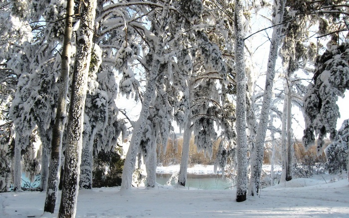 Snow-covered trees by a body of water