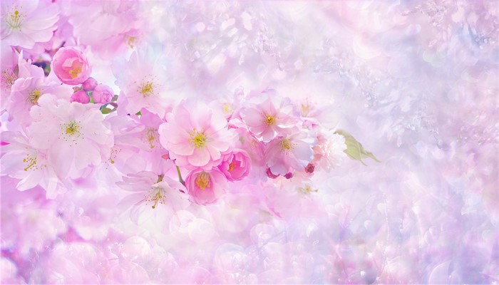 Pink Cherry Blossoms on a Branch