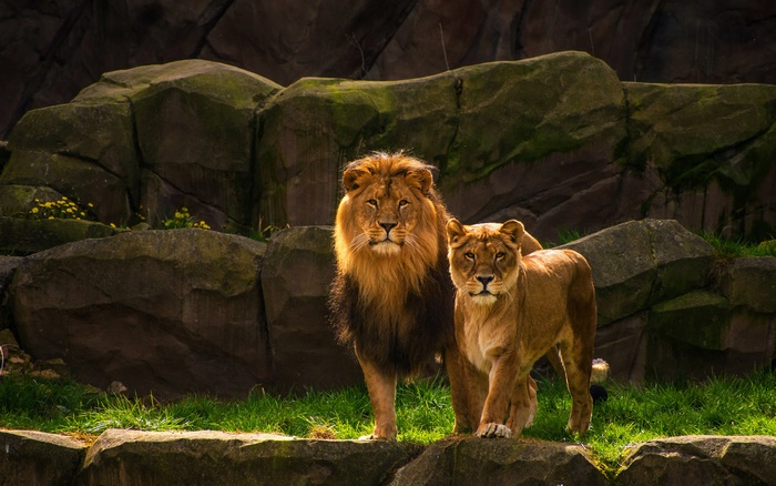 Lion and Lioness Couple in Rocky Habitat