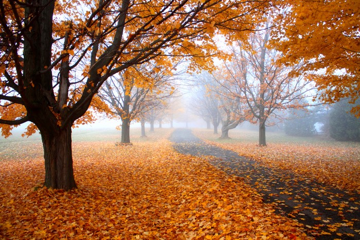 Autumn path covered in orange leaves with trees