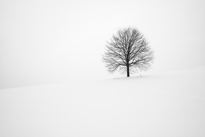 Solitary bare tree in a vast snowy landscape