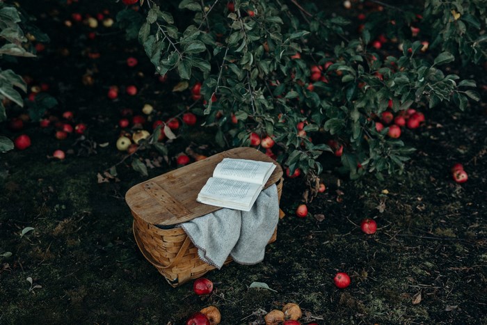 Open book on picnic basket under apple tree