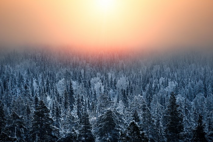 Winter forest in Lapland during golden hour