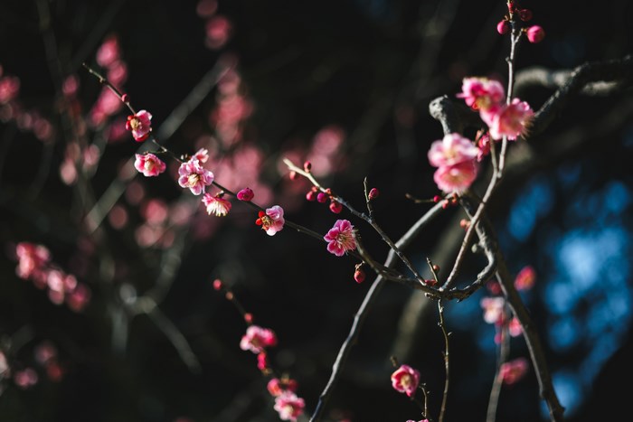 Pink plum blossoms on dark background