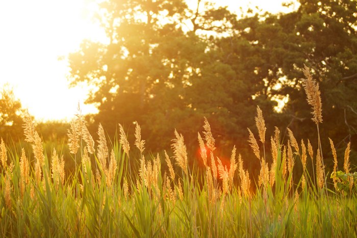 Golden light on tall grass and trees at sunset