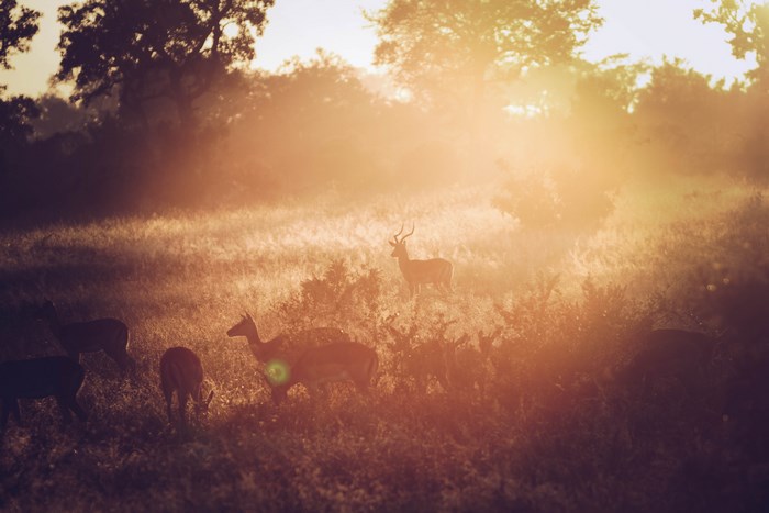 Antelopes in a misty field at sunrise with lens flare