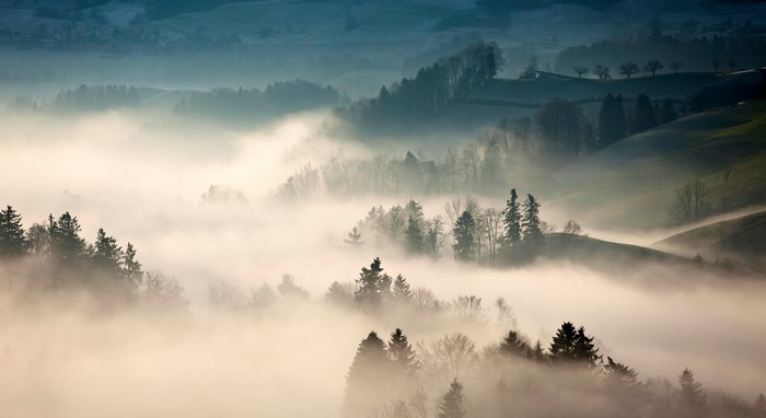 Misty forest landscape at sunrise