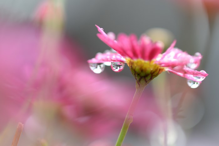 Pink daisy with water drops and bokeh