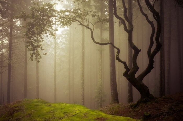 Foggy forest with mossy ground and gnarled tree
