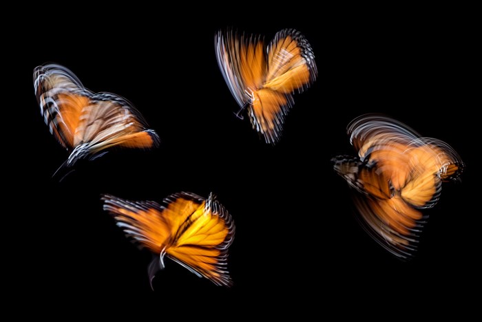 Four blurry orange butterflies in motion on black background