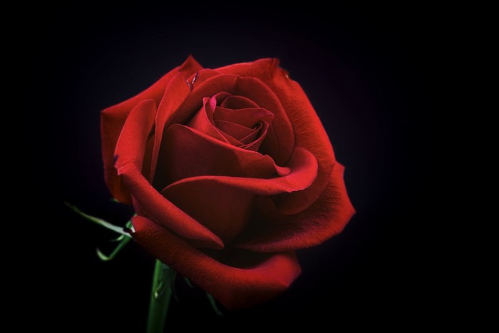 Red rose with water droplets on black background