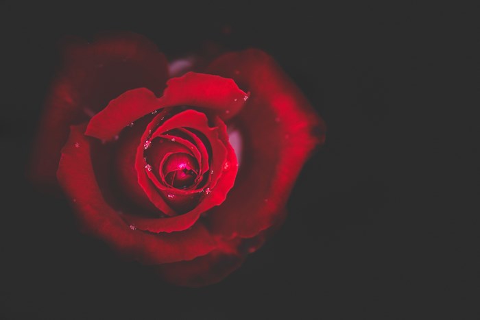 Red rose with water drops on black background